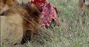 Hungry Lion Cub Feasts Inside Wildebeest Carcass