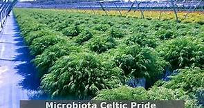 Microbiota Celtic Pride® (Siberian Cypress) / Tough, VERY Hardy, Beautiful Ground Covering Evergreen