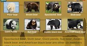8 Types of Bears Around The World! *Animal Science for Kids!*