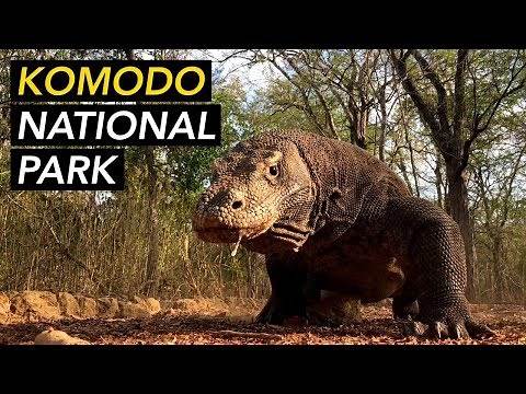 Komodo National Park Tour - Komodo dragon up close!