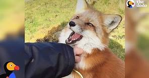 Rescued Fox Makes Friends With Everyone She Meets | The Dodo