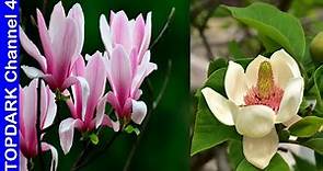10 Variedades de Magnolias