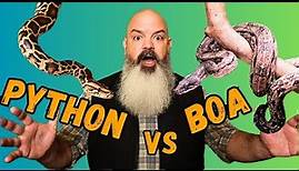 Python vs Boa: What Should You Get?