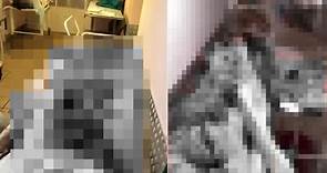 網傳柬埔寨「活摘器官」片！33具屍體內臟外露　拍攝地點曝│TVBS新聞網