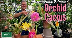 Orchid Cactus - Breathtaking Blooms!