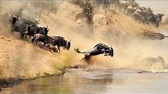 Wildebeest Migration: Facts About Wildebeest | African Wildlife