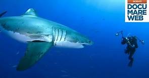Documentario Jacques Cousteau - Il grande squalo bianco - La grande avventura del mare