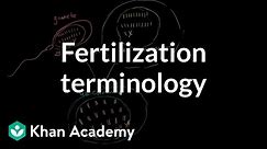 Fertilization terminology: gametes, zygotes, haploid, diploid | MCAT | Khan Academy