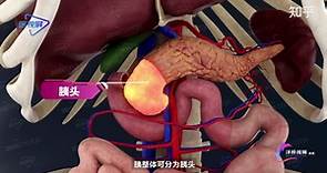 【人体解剖】：“癌中之王”胰腺癌，胰腺的解剖