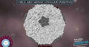Virus ARN monocatenario positivo 🧫👩🏾‍⚕‍🤒 VIRUS Y COVID-19 🤒👩‍⚕‍🧫 | IN SPANISH