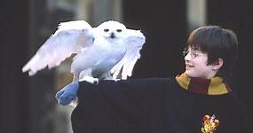 Harry Potter e la Pietra Filosofale: guarda gratis in streaming | Mediaset Infinity