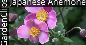 Japanese Anemone - Anemone x hybrida - How to grow Japanese Anemone