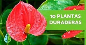 10 PLANTAS de INTERIOR RESISTENTES y DURADERAS 🌿