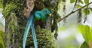 23 Incredible Wild Animals in Guatemala
