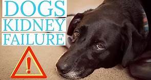 🔥Tips and Complete Guide “ dog kidney failure - canine kidney disease - dog kidney disease ”👍