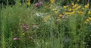 Prairie at the Native Plant Garden, Chicago Botanic Garden, Glencoe, Illinois, August 2023