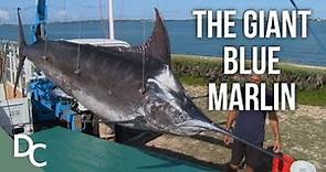 The Famous Giant Blue Marlin | Ocean Vet | S1E04 | Documentary Central