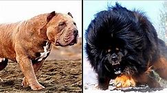 14 MORE of the Worlds Most Dangerous Dog Breeds