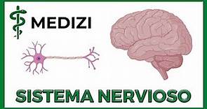 Sistema Nervioso (Fácil) - Generalidades (NEURONA, NEUROGLIA, SINAPSIS)