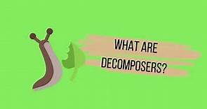 What are decomposers?