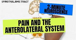 2-Minute Neuroscience: Pain and the Anterolateral System