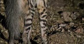 Striped hyena || Short Facts!