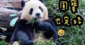 圓寶吃竹葉好認真，圓寶說：竹葉怎麼都吃不完|熊貓貓熊The Giant Panda Yuan Yuan and Yuan Bao|台北市立動物園