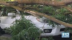 Falling Trees and Damaged Cars: What you should know