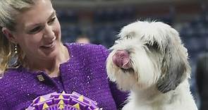 Who won best in show at the Westminster dog show?