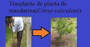 Transplante de planta de mandarina(Citrus reticulata)