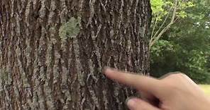 How to identify an ash tree