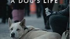 A Dog's Life Trailer
