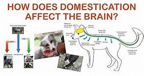Domestication Syndrome and the brain