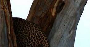 The leopard (Panthera pardus)