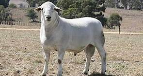 Australian white sheep - The Wagyu of the sheep world.