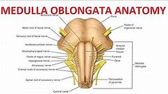 Medulla Oblongata Anatomy