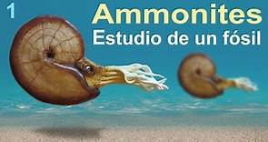 Ammonites, una historia del Cretácico (divulgación científica)
