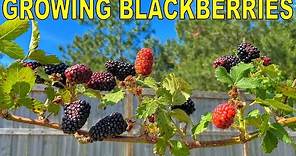 This BLACKBERRY Variety Is The One To Grow! [COMPLETE GROWING GUIDE]