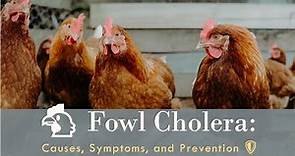 🐔Fowl Cholera: Causes, Symptoms, and Prevention 🛡️