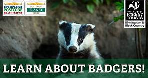 Learn About Badgers!
