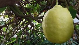 The American Wonder Lemon ‘Ponderosa’ (Citrus limon)