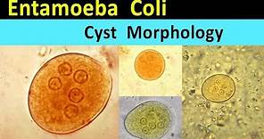 Entamoeba Coli Cyst Morphology