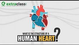 Structure of Human Heart | Anatomy of Heart | Biology