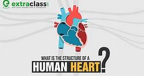Structure of Human Heart | Anatomy of Heart | Biology