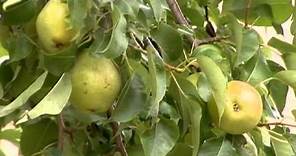 Tips on Harvesting Pears