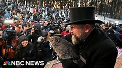 Watch Punxsutawney Phil make 2024 Groundhog Day prediction | NBC News