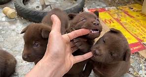 Puppies Love : The cute puppies want to chew my hand.