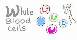White Blood Cells (WBCs) | Your body’s Defense | Hematology
