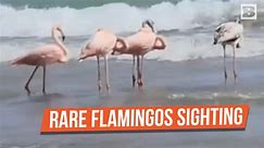 Rare Sighting: American Flamingos Grace Wisconsin Beach