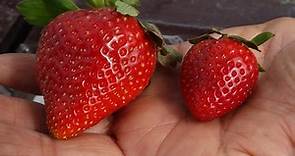 Scientists are breeding strawberries to make them  bigger